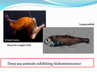 Deep sea animals exhibiting bioluminescence
Deep Sea Angler Fish
Lanternfish
 