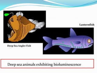 Deep sea animals exhibiting bioluminescence
Deep Sea Angler Fish
Lanternfish
 