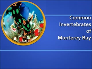 Common Invertebrates of Monterey Bay 