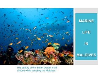 MARINE
LIFE
IN
MALDIVES
The beauty of the Indian Ocean is all
around while traveling the Maldives.
 