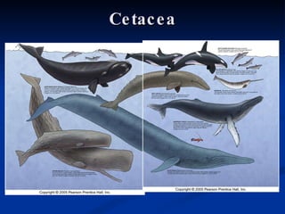 Marine Mammals | PPT
