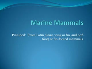 Marine Mammals Pinniped:  (from Latin pinna, wing or fin, and ped-, foot) or fin-footed mammals.  