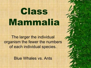 Class
Mammalia
The larger the individual
organism the fewer the numbers
of each individual species.
Blue Whales vs. Ants
 
