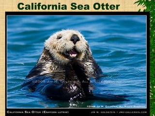 California Sea Otter
 