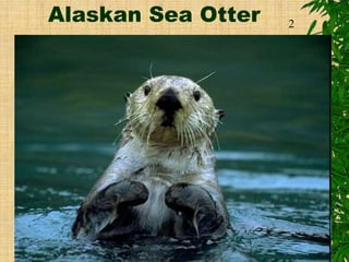 Alaskan Sea Otter 2
 