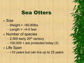 Sea Otters
 Size
– Weight = ~60-80lbs
– Length = ~4-5 feet
 Number of species
– 2,500 early 20th century
– 100,000 + are protected today (3)
 Life Span
– ~10 years but can live up to 25 years
 