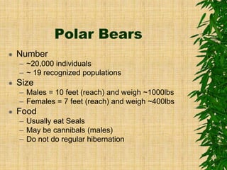 Polar Bears
 Number
– ~20,000 individuals
– ~ 19 recognized populations
 Size
– Males = 10 feet (reach) and weigh ~1000lbs
– Females = 7 feet (reach) and weigh ~400lbs
 Food
– Usually eat Seals
– May be cannibals (males)
– Do not do regular hibernation
 