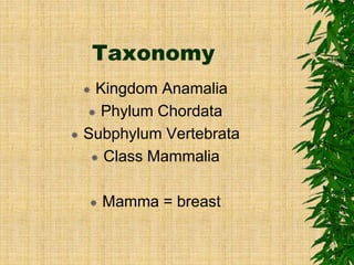 Taxonomy
 Kingdom Anamalia
 Phylum Chordata
 Subphylum Vertebrata
 Class Mammalia
 Mamma = breast
 