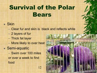 Survival of the Polar
Bears
 Skin
– Clear fur and skin is black and reflects white
– 2 layers of fur
– Thick fat layer
– More likely to over heat
 Semi-aquatic
– Swim over 100 miles
or over a week to find
food
12
 