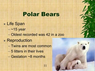 Polar Bears
 Life Span
– ~15 year
– Oldest recorded was 42 in a zoo
 Reproduction
– Twins are most common
– 5 litters in their lives
– Gestation ~8 months
11
 