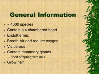 General Information
 ~ 4600 species
 Contain a 4 chambered heart
 Endothermic
 Breath Air and require oxygen
 Viviparous
 Contain mammary glands
– feed offspring with milk
 Grow hair
 