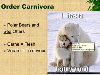 Order Carnivora
 Polar Bears and
Sea Otters
 Carne = Flesh
 Vorare = To devour
 