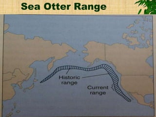 Sea Otter Range
 