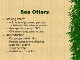 Sea Otters
 Staying Warm
– ~ 2 hours of grooming per day
 Add air bubbles to hair for insulation
– Average body temp 100°F
– Oil causes body temp to drop
 Reproduction
– For groups called rafts
– Female tends to the offspring
– Mate for 3-5 days
– 1 pup per year
– Gestation ~ 6 months
 