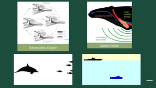 Odontocetes: Dolphin
Baleen Whale
 