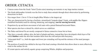 • Cetacea comes from the Greek “ketos”(Latin cetos) meaning sea monster or any large marine creature
• The Greek philosopher Aristotle was the first to study these animals through direct observation by performing
dissections on them.
• Size ranges from 1.2m to 33.5m in length.(Blue Whales is the largest sp)
• They are characterized by having a fusiform, streamlined (“torpedo-shape”) body, with paddle-like flippers
(modified forelimbs) used for steering, balancing, and stopping. (not for moving forward)
• Propulsion by up and down movement of tail ends with a paired flattened horizontal flukes.
• Most species also have a dorsal fin, which serves as a stabilizer.
• The flukes and dorsal fin are mostly composed of dense connective tissue but no bone.
• They have a smooth, rubbery skin, the lack of glands and hairs, instead they have developed a thick layer of fat
called blubber under the skin that insulates them from the cold and provides buoyancy,
• “telescoped skull” i.e., both the upper and lower jaw extending well beyond the entrance of the nasal passages
(nares)
• The position of nostrils has shifted to the top of the head creating a blowhole that allows them to more effectively
come to the surface for air.
• 85 extant species and entirely aquatic group comprising Whales, dolphins and porpoises.
ORDER: CETACEA
 