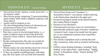• Derived from Greek odontos, a tooth; ketos (Gr) = a
sea monster, whale.
• Most diverse group, comprising 72 species(including
sperm whales, killer whales, dolphins, porpoises, and
many others).
• usually small to medium in size.
• The most distinguishing features of odontocetes are
the presence of teeth in one or both jaws.
• Presence of one blowholes.
• They have a more or less developed melon, i.e., a
region of adipose tissue on top of the skull with
connective tissue within it, used in their acoustic
behavior.
• Besides communication, they also use sounds for
echolocation, food search, and for navigational
purposes.
• Mostly marine, but some families travel into rivers or
live their entire lives there(some Dolphins).
• As they are capable of grabbing larger, individual
prey like fish, squid: even sea birds and mammals.
ODONTOCETI MYSTICETI
(Toothed Whales) (Baleen Whales)
• Derived from Greek word “mustakos “( =
moustache);“ketus“(= sea monster, whale).(referring
to the baleen plates attached to the upper jaw)
• Group having largest animal on the planet(Antarctic
blue whales,98feet in length).
• Presence of two blowholes.
• Characterized by having a series of vertical baleen
plates(flexible substance made of keratin/ whalebones
) instead of teeth , hang in the mouth from the upper
jaw to sieve planktonic creatures from water(filter-
feeding system).
• Diet include zooplankton such as shrimp-like krill
other crustaceans, fishes such as mackerel and herring,
cod.
• Exhibit various feeding techniques, including “skim
feeding” in the right whales, “gulp feeding", "bubble
netting” in Humpback whales, “bottom feeding” in
Grey whales.
 