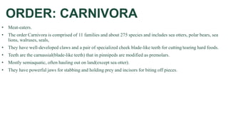 ORDER: CARNIVORA
• Meat-eaters.
• The order Carnivora is comprised of 11 families and about 275 species and includes sea otters, polar bears, sea
lions, walruses, seals,
• They have well-developed claws and a pair of specialized cheek blade-like teeth for cutting/tearing hard foods.
• Teeth are the carnassial(blade-like teeth) that in pinnipeds are modified as premolars.
• Mostly semiaquatic, often hauling out on land(except sea otter).
• They have powerful jaws for stabbing and holding prey and incisors for biting off pieces.
 