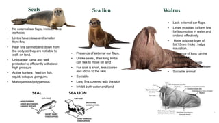 Seals Sea lion Walrus
• No external ear flaps, instead have
earholes
• Limbs have claws and smaller
front fins
• Rear fins cannot bend down from
the body so they are not able to
walk on land.
• Unique ear canal and well
protected to efficiently withstand
high pressure
• Active hunters , feed on fish,
squid, octopus ,penguins
• Monogamous/polygamous
• Lack external ear flaps.
• Limbs modified to form fins
for locomotion in water and
on land effectively.
• Have adipose layer of
fat(15mm thick) , helps
insulation.
• Presence of long canine
teeth(tusks)
• Rounded head, wide
muzzle with thick vibrissae
• Sociable animal
• Presence of external ear flaps.
• Unlike seals , their long limbs
can flex to move on land
• Fur coat is short, less coarse
and sticks to the skin
• Sociable
• Long fins covered with the skin
• Inhibit both water and land
 