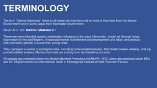 TERMINOLOGY
The term ‘’Marine Mammals’’ refers to all mammals that derive all or most of their food from the Marine
Environment and in some cases from freshwater environment.
WHAT ARE THE MARINE MAMMALS ?
These are warm-blooded aquatic vertebrates belonging to the class Mammalia , breath air through lungs,
locomotion by fins and flippers, Viviparous(internal nourishment and development of a fetus) and produce
milk(mammary glands) to nurse their young ones.
They represent a variety of ecological roles, including herbivores(manatees), filter feeder(baleen whales), and top
predators(killer whales). Marine mammals are coming from land-dwelling ancestor.
All species are protected under the Marine Mammal Protection Act(MMPA) 1972, some are protected under ESA
and CITES(Convention on International Trade in Endangered Species of Wild Flora and Fauna).
 