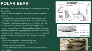 POLAR BEAR
•Compared to other bears, polar bears have elongated bodies and long
slender necks.
• Strong swimmers(can swim for several hours at a time over long
distances),
• Elongated muzzel with a “Roman-nosed” (slightly arched) snout
• Thick layer of fat up to 11cm keeps them warm while swimming,
• Temperature is maintained through a series of fur(lower fuzzy hair
and outer guard hair), a tough hide and an insulating fat layer,
• Incisors to shear off pieces of blubber and flesh. Canine teeth grasp
prey and tear tough hides. Jagged premolars and molars tear and chew.
• Black footpads on the bottom of each paw are covered by small, soft
papillae which help them to grip on the ice and keep them from
slipping,
• Thick, curved, sharp claws to catch and hold prey,
• Short and compact tail and ears to prevent heat loss,
• Black eye and nose to absorb heat.
• Fur is oily and water repellent. which make them water-resistance.
• Apex predator.
Papillae
 