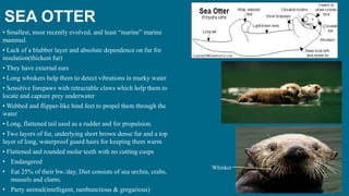 SEA OTTER
• Smallest, most recently evolved, and least “marine” marine
mammal.
• Lack of a blubber layer and absolute dependence on fur for
insulation(thickest fur)
• They have external ears
• Long whiskers help them to detect vibrations in murky water
• Sensitive forepaws with retractable claws which help them to
locate and capture prey underwater
• Webbed and flipper-like hind feet to propel them through the
water
• Long, flattened tail used as a rudder and for propulsion.
• Two layers of fur, underlying short brown dense fur and a top
layer of long, waterproof guard hairs for keeping them warm
• Flattened and rounded molar teeth with no cutting cusps
• Endangered
• Eat 25% of their bw./day, Diet consists of sea urchin, crabs,
mussels and clams.
• Party animal(intelligent, rambunctious & gregarious)
Whisker
 
