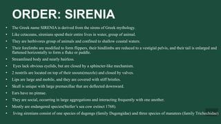 ORDER: SIRENIA
• The Greek name SIRENIA is derived from the sirens of Greek mythology.
• Like cetaceans, sirenians spend their entire lives in water, group of animal.
• They are herbivores group of animals and confined to shallow coastal waters.
• Their forelimbs are modified to form flippers, their hindlimbs are reduced to a vestigial pelvis, and their tail is enlarged and
flattened horizontally to form a fluke or paddle.
• Streamlined body and nearly hairless.
• Eyes lack obvious eyelids, but are closed by a sphincter-like mechanism.
• 2 nostrils are located on top of their snouts(muzzle) and closed by valves.
• Lips are large and mobile, and they are covered with stiff bristles.
• Skull is unique with large premaxillae that are deflected downward.
• Ears have no pinnae.
• They are social, occurring in large aggregations and interacting frequently with one another.
• Mostly are endangered species(Steller’s sea cow extinct 1768).
• living sirenians consist of one species of dugongs (family Dugongidae) and three species of manatees (family Trichechidae)
 