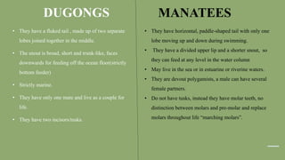 DUGONGS
• They have a fluked tail , made up of two separate
lobes joined together in the middle.
• The snout is broad, short and trunk-like, faces
downwards for feeding off the ocean floor(strictly
bottom feeder)
• Strictly marine.
• They have only one mate and live as a couple for
life.
• They have two incisors/tusks.
MANATEES
• They have horizontal, paddle-shaped tail with only one
lobe moving up and down during swimming.
• They have a divided upper lip and a shorter snout, so
they can feed at any level in the water column
• May live in the sea or in estuarine or riverine waters.
• They are devout polygamists, a male can have several
female partners.
• Do not have tusks, instead they have molar teeth, no
distinction between molars and pre-molar and replace
molars throughout life “marching molars”.
 