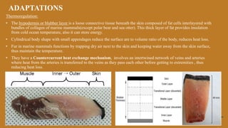 Thermoregulation:
• The hypodermis or blubber layer is a loose connective tissue beneath the skin composed of fat cells interlayered with
bundles of collagen of marine mammals(except polar bear and sea otter). This thick layer of fat provides insulation
from cold ocean temperature, also it can store energy.
• Cylindrical body shape with small appendages reduce the surface are to volume ratio of the body, reduces heat loss.
• Fur in marine mammals functions by trapping dry air next to the skin and keeping water away from the skin surface,
thus maintain the temperature.
• They have a Countercurrent heat exchange mechanism, involves an intertwined network of veins and arteries
where heat from the arteries is transferred to the veins as they pass each other before getting to extremities , thus
reducing heat loss.
ADAPTATIONS
 