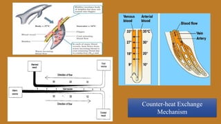 Counter-heat Exchange
Mechanism
 