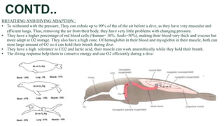 CONTD..
BREATHING AND DIVING ADAPTION :
• To withstand with the pressure, They can exhale up to 90% of the of the air before a dive, as they have very muscular and
efficient lungs. Thus, removing the air from their body, they have very little problems with changing pressure.
• They have a higher percentage of red blood cells (Human= 36%, Seals=50%), making their blood very thick and viscous but
more adept at O2 storage. They also have a high conc. Of hemoglobin in their blood and myoglobin in their muscle, both can
store large amount of O2 so it can hold their breath during dive.
• They have a high tolerance to CO2 and lactic acid, their muscle can work anaerobically while they hold their breath.
• The diving response help them to conserve energy and use O2 efficiently during a dive.
 