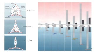 Surface water
Middle
Deep
 