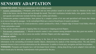 SENSORY ADAPTATION
COMMUNICATION: They can communicate with or without sound.
• Acoustic communication: 1.Pinnipeds, polar bears and sea otters produce sound in air and in water by vibration of the vocal
folds in the larynx, into the throat and out through the mouth. Their arial vocalization includes barks, cries, grunts, howls, roars
and squeaks and underwater includes bell-like sound, warbles and whistles.
2. Odontocetes produce sounds(whistles, burst pulses) by a complex system of air sacs and specialized soft tissues that vibrate
as air moves through the passages . In the melon(lipid-filled sac) a narrow/broad beam of sound is produced.
3. Mysticetes use only larynx for sound production, sound is produced by a thick, U-shaped ridge of tissue(=vocal folds), when air
vibrate and produce sound.
4. They can also produce sounds by slapping fluke (in cetaceans) or slapping pectoral flippers.
• Non-acoustic communication: 1. Muzzle-to-muzzle contact is also common among pinnipeds when they greet one another. 2.
Dolphins and whales may rub or caress one another with their flippers and other appendages.
ECHOLOCATION:
Echolocation involves an active process of emitting in the form of short broad-spectrum burst-pulses (clicks) and gaining
information on the surrounding environment (nearby objects, obstructions) by analysis of the returning echoes. The only marine
mammals known to have evolved echolocation are the odontocetes. It enables to locate prey, navigation and hide from predator.
WHISKERS: Pinnipeds and fissipeds have well developed facial whiskers , during deep-diving it gives adapted vision and also
help to locate prey by detecting hydrodynamic trails generated by the prey.
 