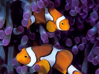 Marine photos