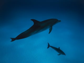 Marine photos