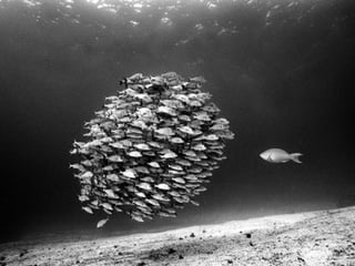 Marine photos