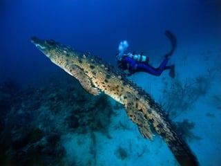Marine photos