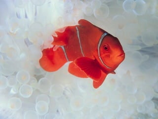 Marine photos