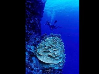 Marine photos