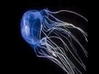 Marine photos