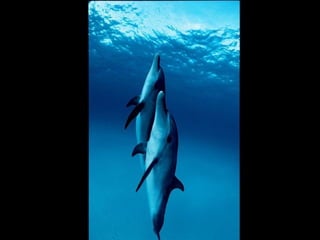 Marine photos