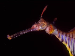 Marine photos