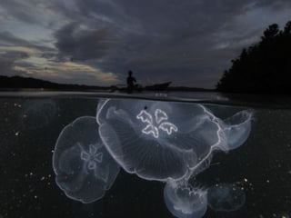 Marine photos
