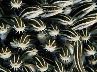 Marine photos