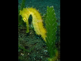 Marine photos