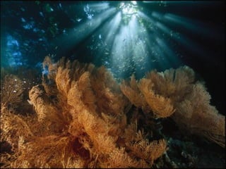 Marine photos