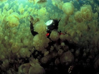 Marine photos