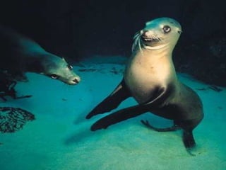 Marine photos