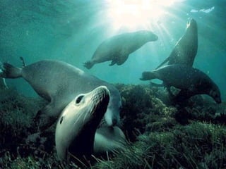 Marine photos
