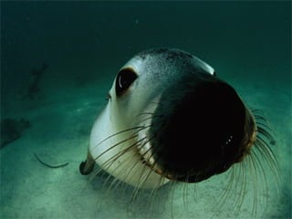 Marine photos